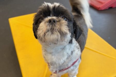 shih tzu