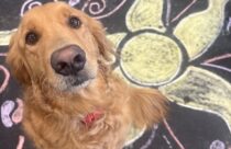 Chalk art party at Dogtopia dog daycare and dog boarding