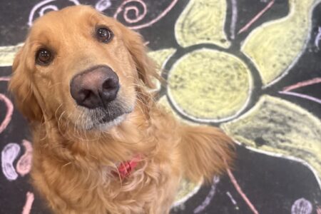 Chalk art party at Dogtopia dog daycare and dog boarding