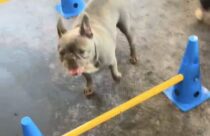 Dogs doing agility hurdles at dog daycare in Summerville, SC