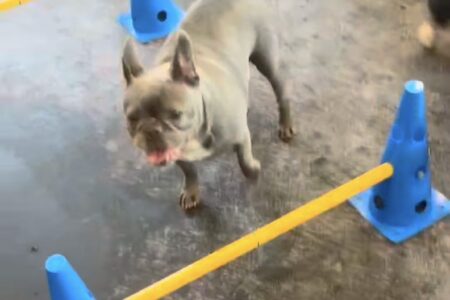 Dogs doing agility hurdles at dog daycare in Summerville, SC