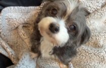 An adorable dog tucked in for dog boarding in Summerville at Dogtopia