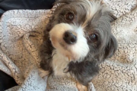 An adorable dog tucked in for dog boarding in Summerville at Dogtopia