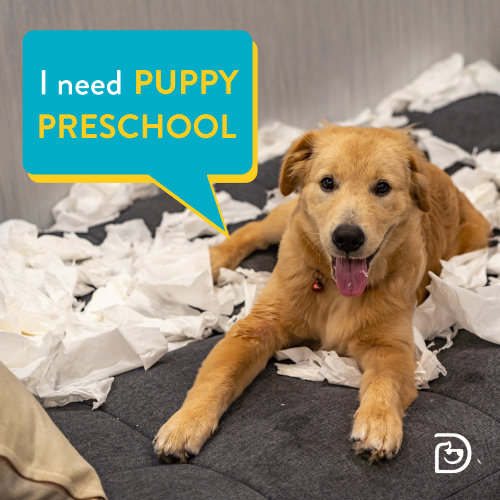 Puppy Preschool Westmount