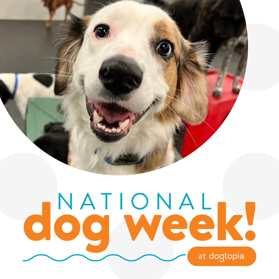 National Dog Week Brick National Dog Week 2025
