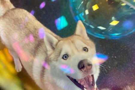 bubblepup