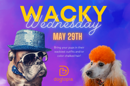 doggy daycare grooming boarding