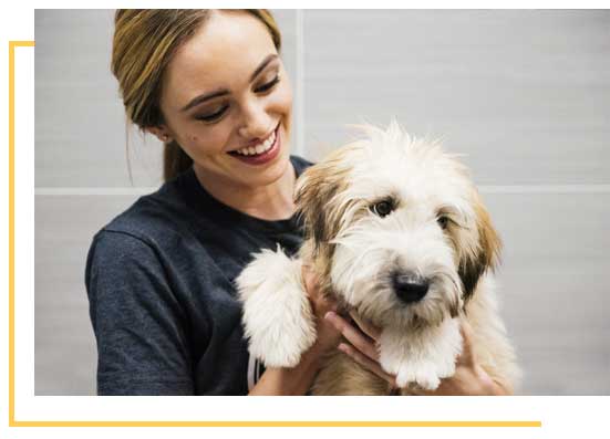 dog spa services