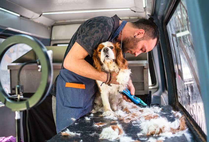 Visit a Dog Spa Facility to Gauge Your Doggie’s Comfort