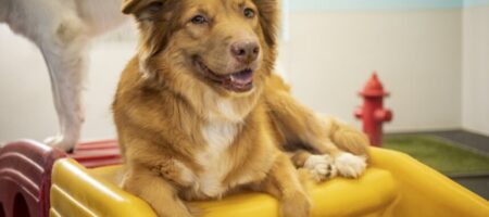 dog on play equipment