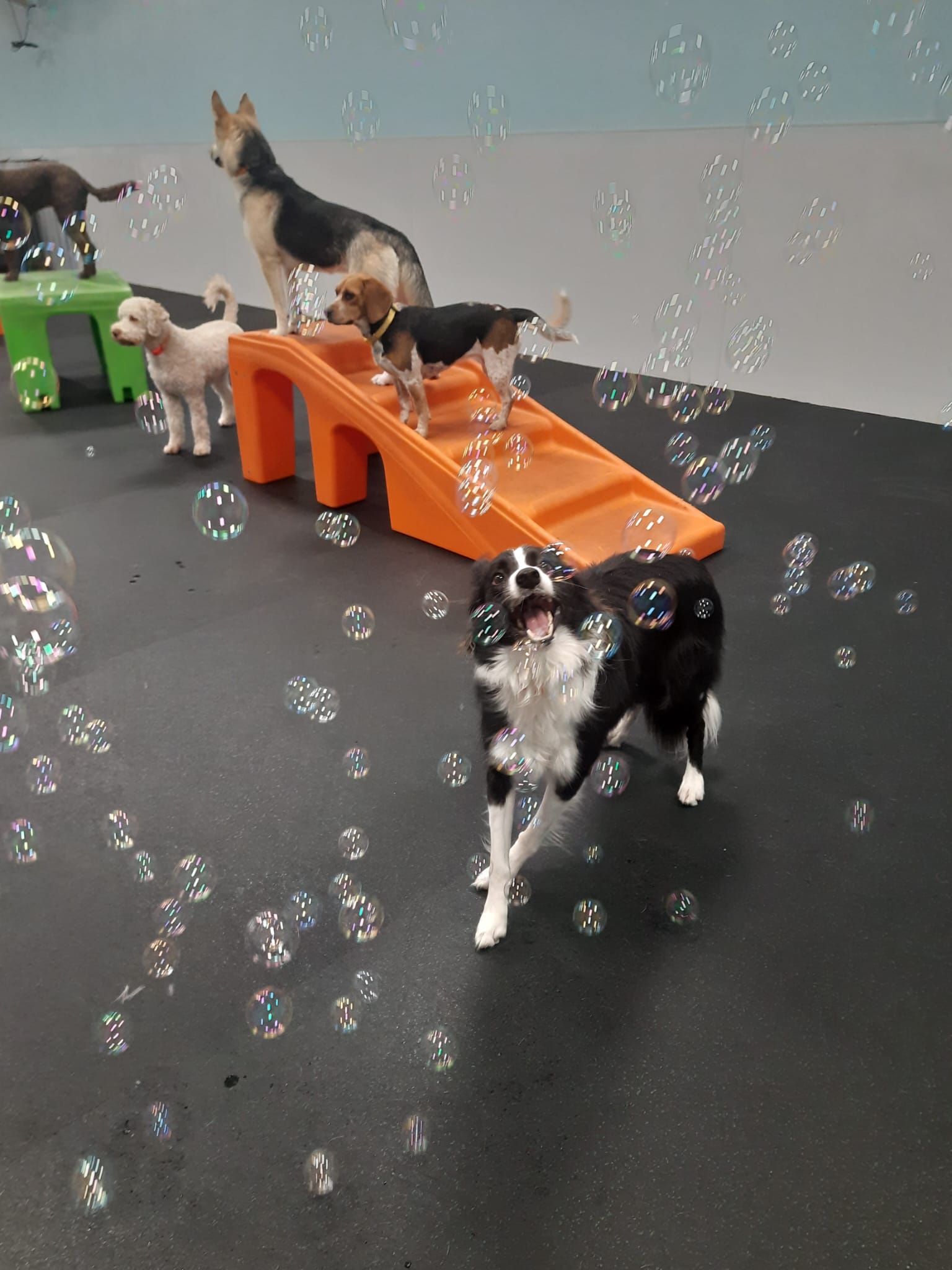 Party Animals Girl Bubble main image 1