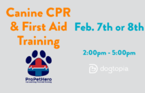 Canine CPR and First Aid Training