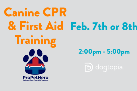 Canine CPR and First Aid Training