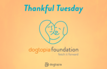 Donations weekly to Dogtopia Foundation