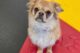 Happy dog Lovey at daycare