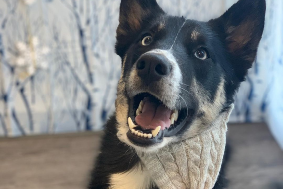 Happy dog at dog daycare in Bellevue