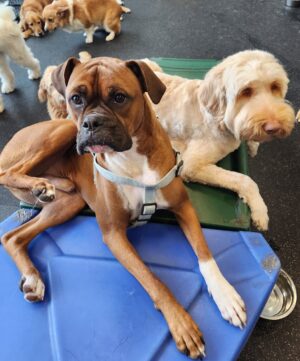Dog daycare dogs lounging on play equipment.