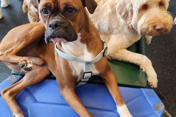 Dog daycare dogs lounging on play equipment.