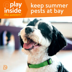 Dog happy at Indoor Daycare