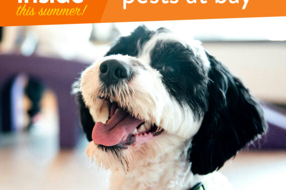 Dog happy at Indoor Daycare