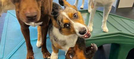 4 dogs pose together in a busy playroom.