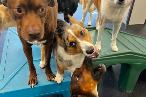 4 dogs pose together in a busy playroom.