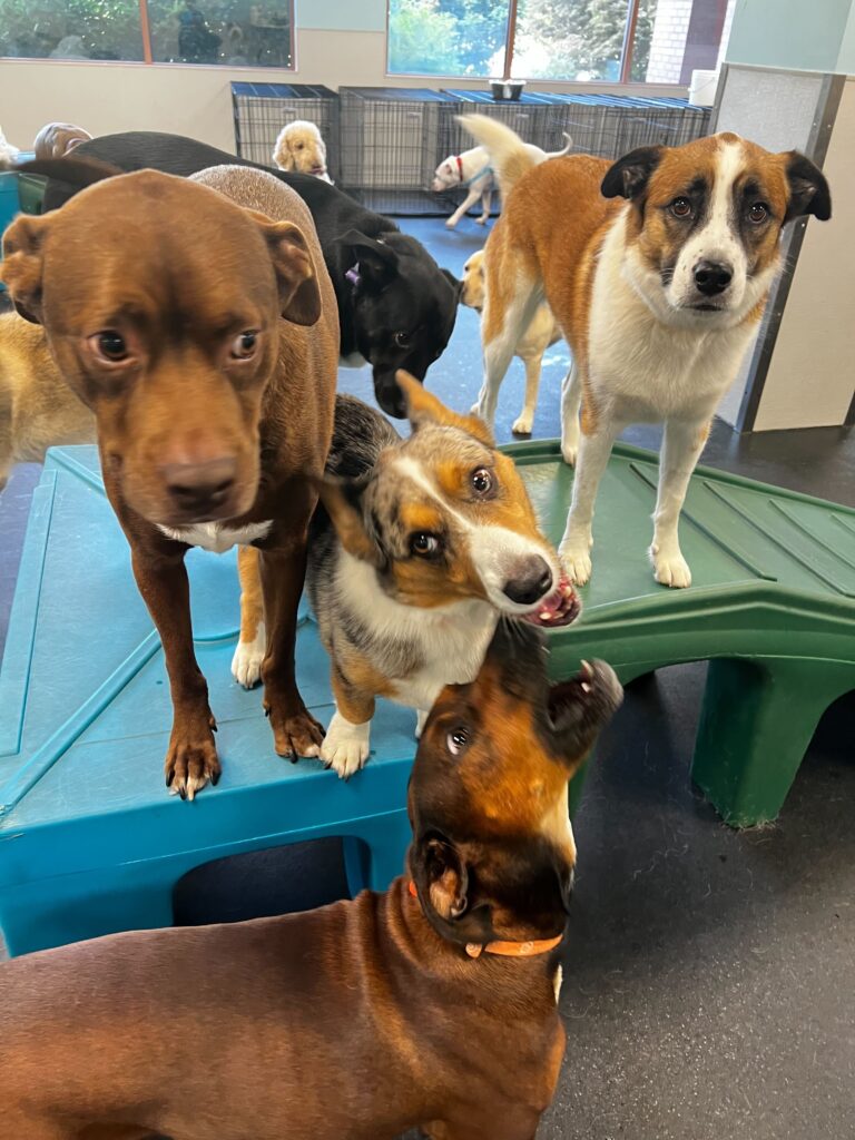 4 dogs pose together in a busy playroom.