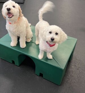 Little dogs playing and having fun