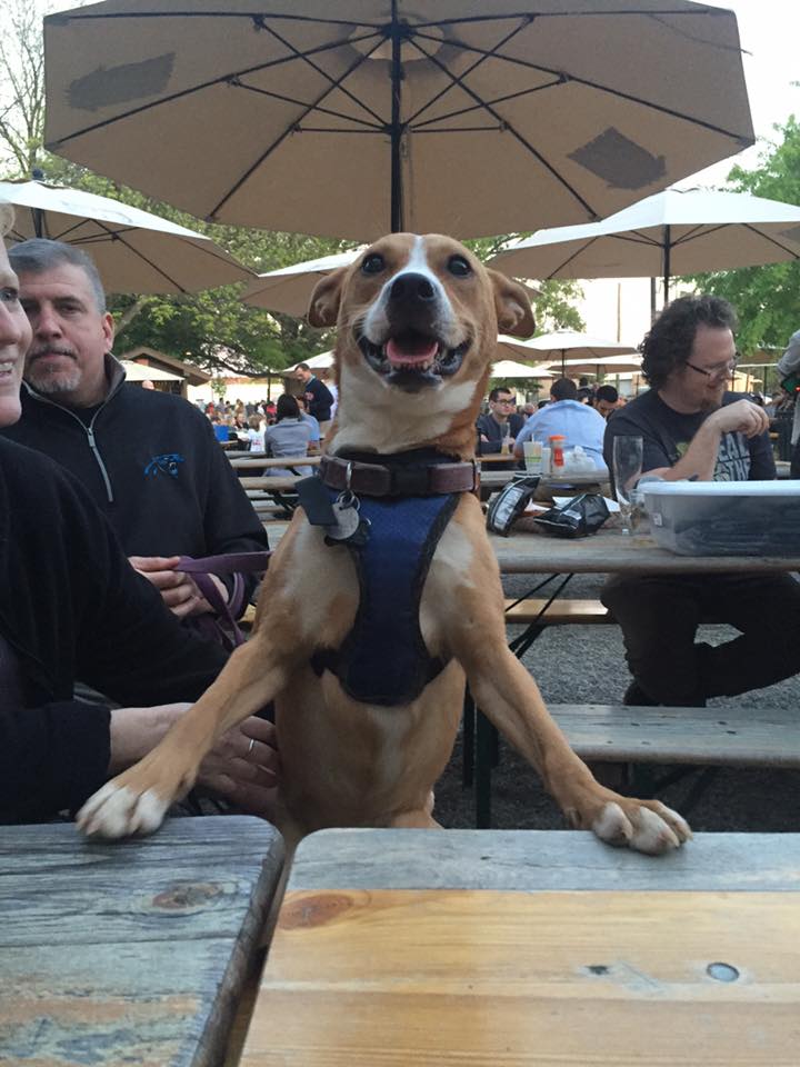 DogFriendly Bars and Breweries in Charlotte, NC Charlotte