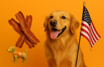 🐾🥓 Support Veterans Golden Retreiver smiling with three strips of bacon and an American flag