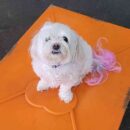 Mochi P., a maltese pup