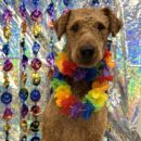 Maisy, Airedale Terrier