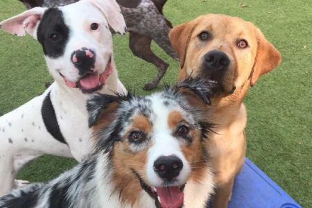 three dog friends having fun at daycare