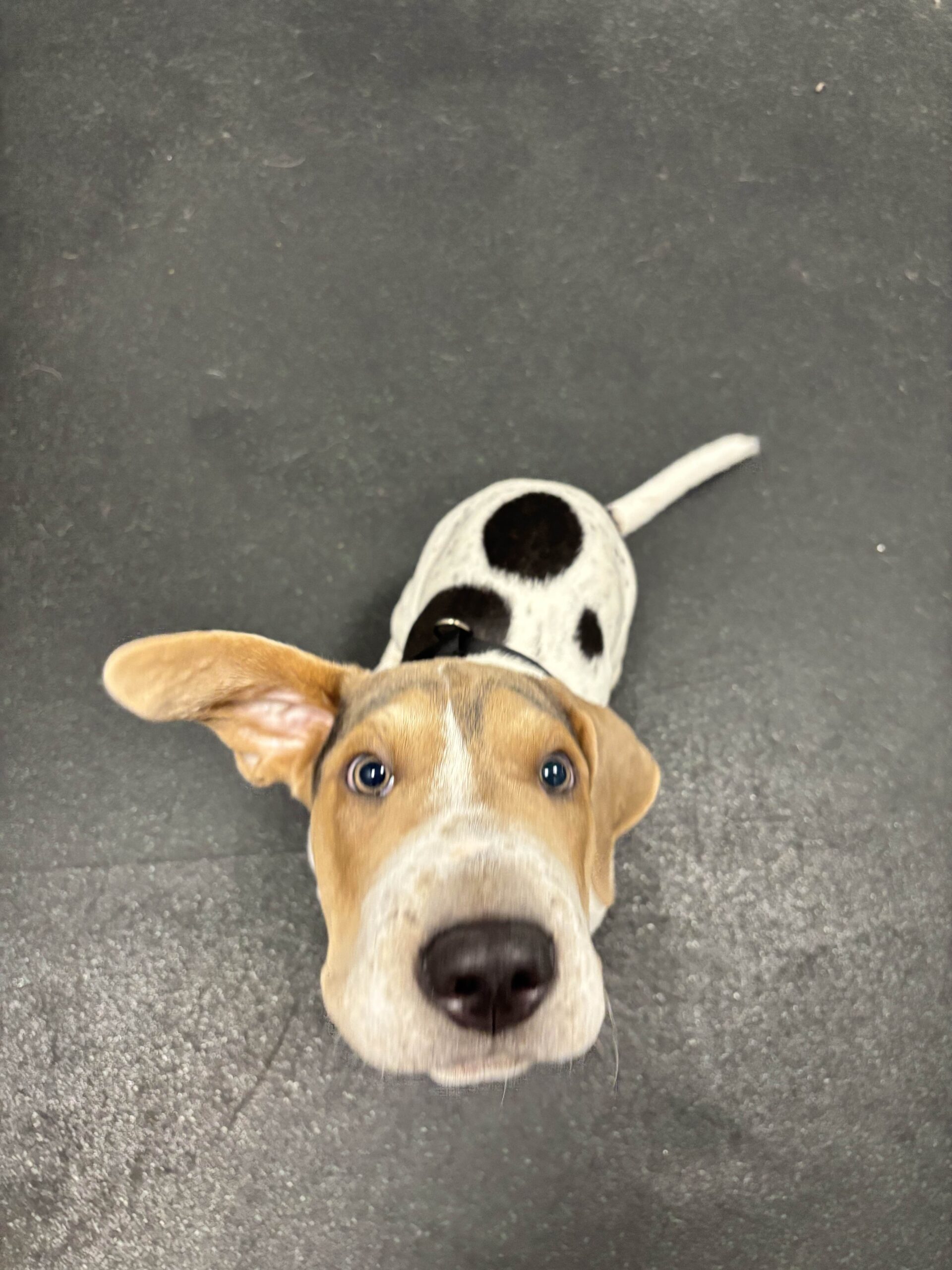 Happy dog 