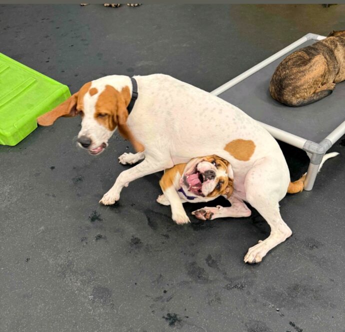 Two dogs in a Dogtopia playroom at Dogtopia of Fishers