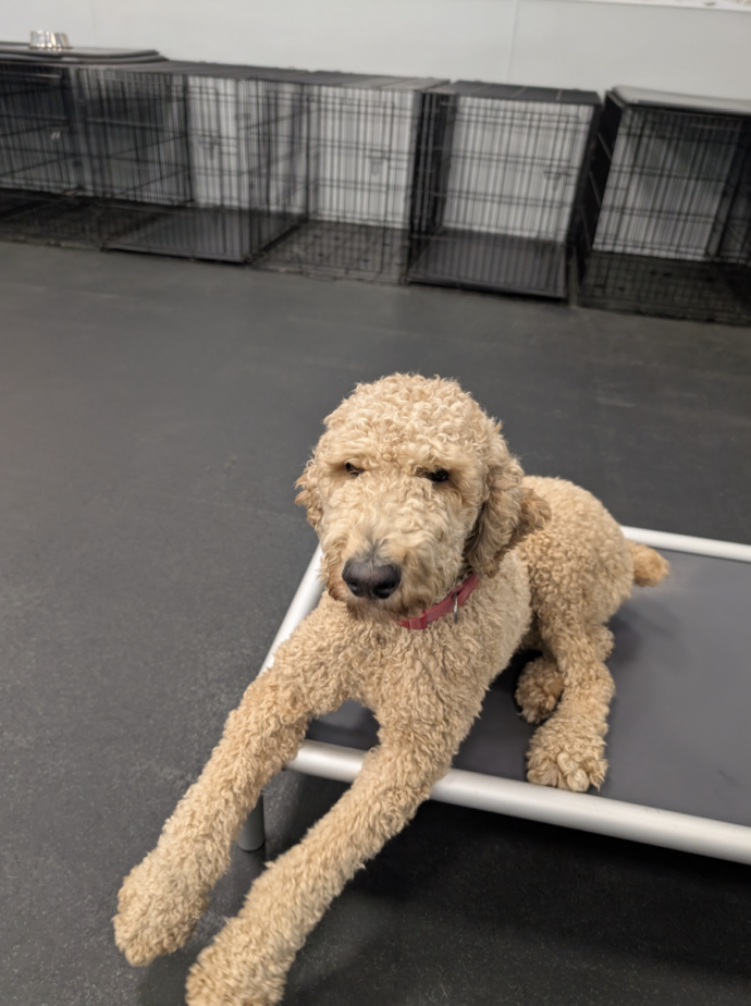 A doodle lying in a playroom at Dogtopia of Fishers