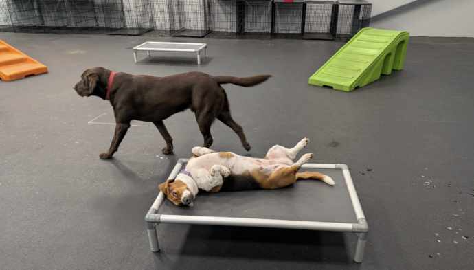 Two dogs in a playroom at Dogtopia of Fishers