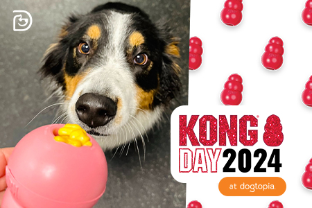 Dogtopia Daycare Dog licking a Kong toy treat during Kong Day in Franklin, MA