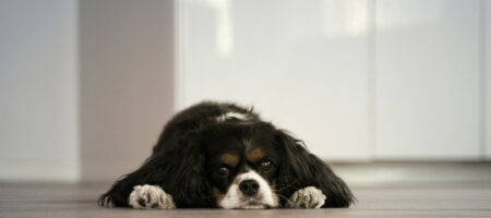 Back to school dog routine Milton – dog resting at home while family is away