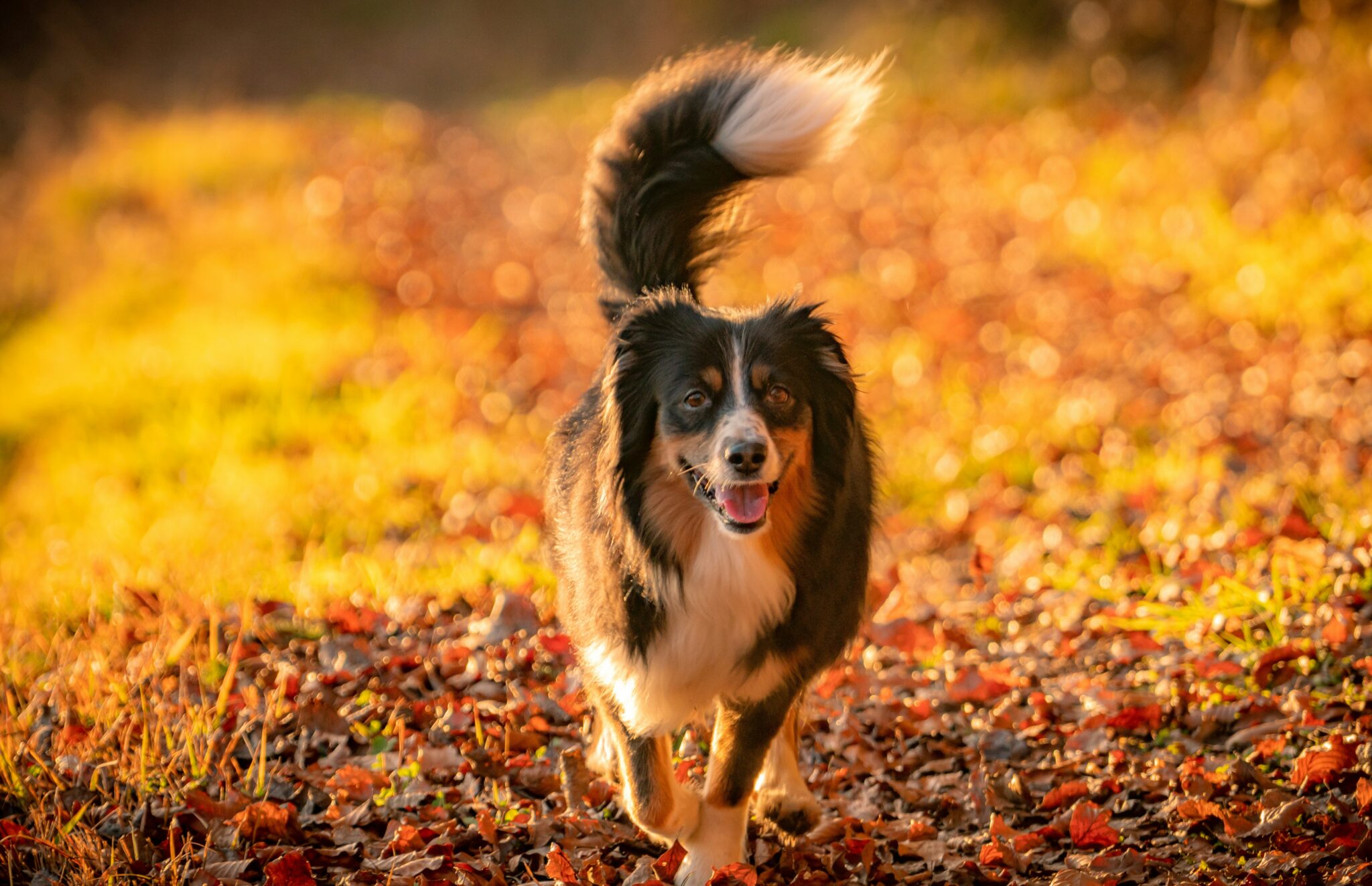 Dog running through autumn leaves during fall activities in Milton Ontario