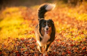 Dog running through autumn leaves during fall activities in Milton Ontario