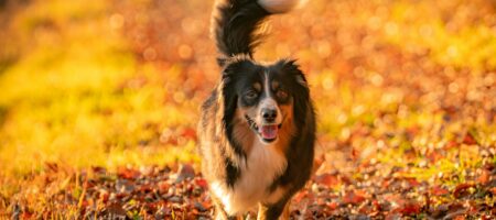 Dog running through autumn leaves during fall activities in Milton Ontario