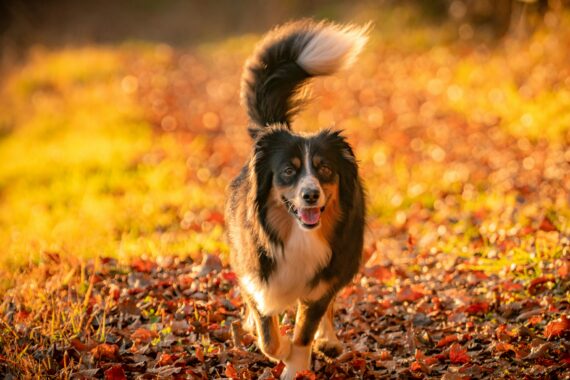 Dog running through autumn leaves during fall activities in Milton Ontario