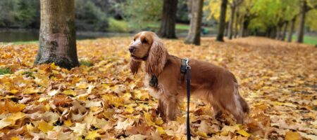 Dog daycare exercise at Dogtopia Milton Ontario