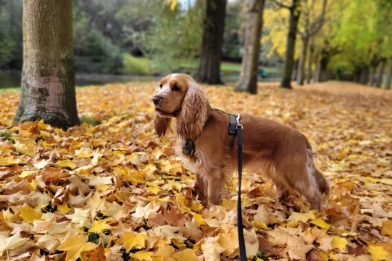 Dog daycare exercise at Dogtopia Milton Ontario