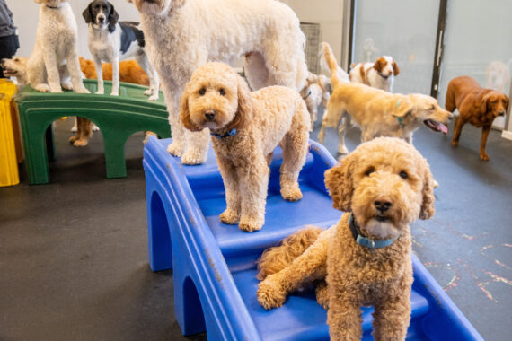 Dogs in Dogtopia Playroom - Dogtopia Milton