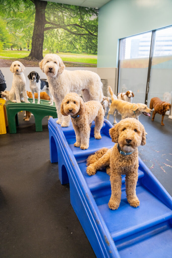 Dogs in Dogtopia Playroom - Dogtopia Milton