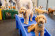 Dogs in Dogtopia Playroom - Dogtopia Milton