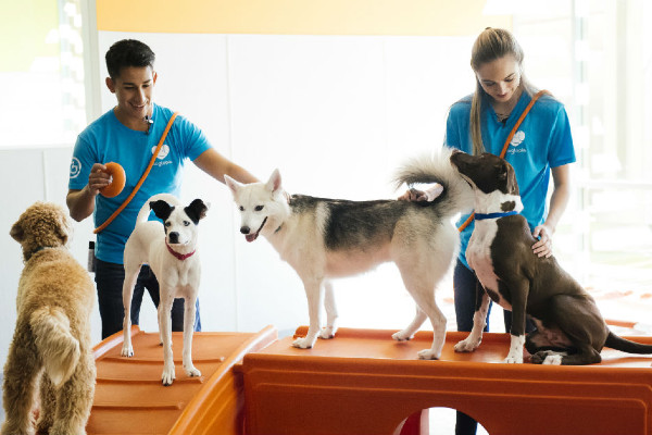 Dogs playing with staff ad daycare in Portland