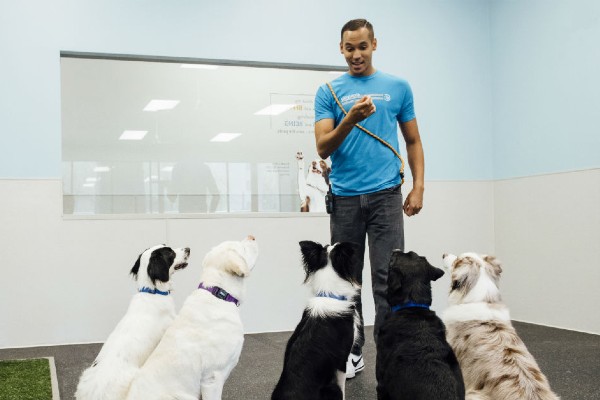 a man in a blue shirt surrounded by obedient dogs
